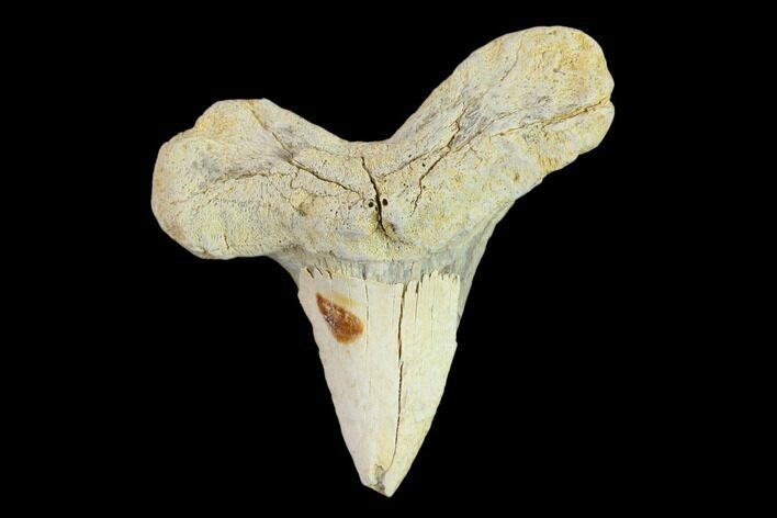 Cretaceous Shark (Cretoxyrhina) Tooth - Kansas #134850